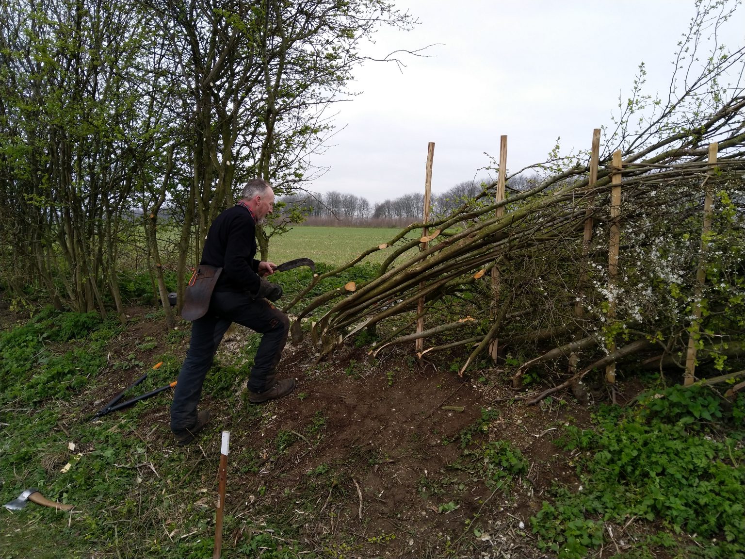 A Different Style of Hedgelaying Weald Woodsman