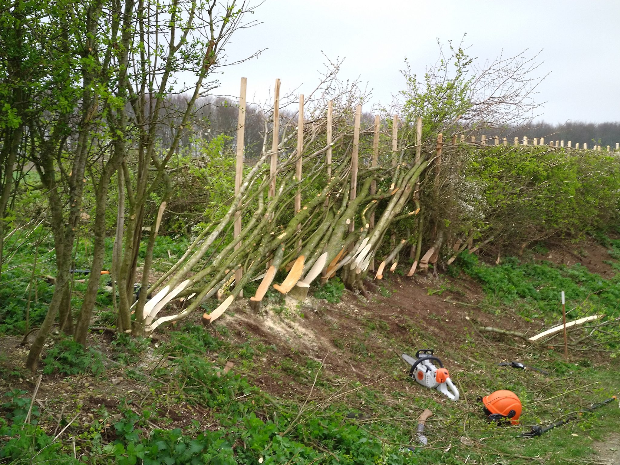 A Different Style of Hedgelaying Weald Woodsman