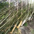 A Different Style of Hedge-laying